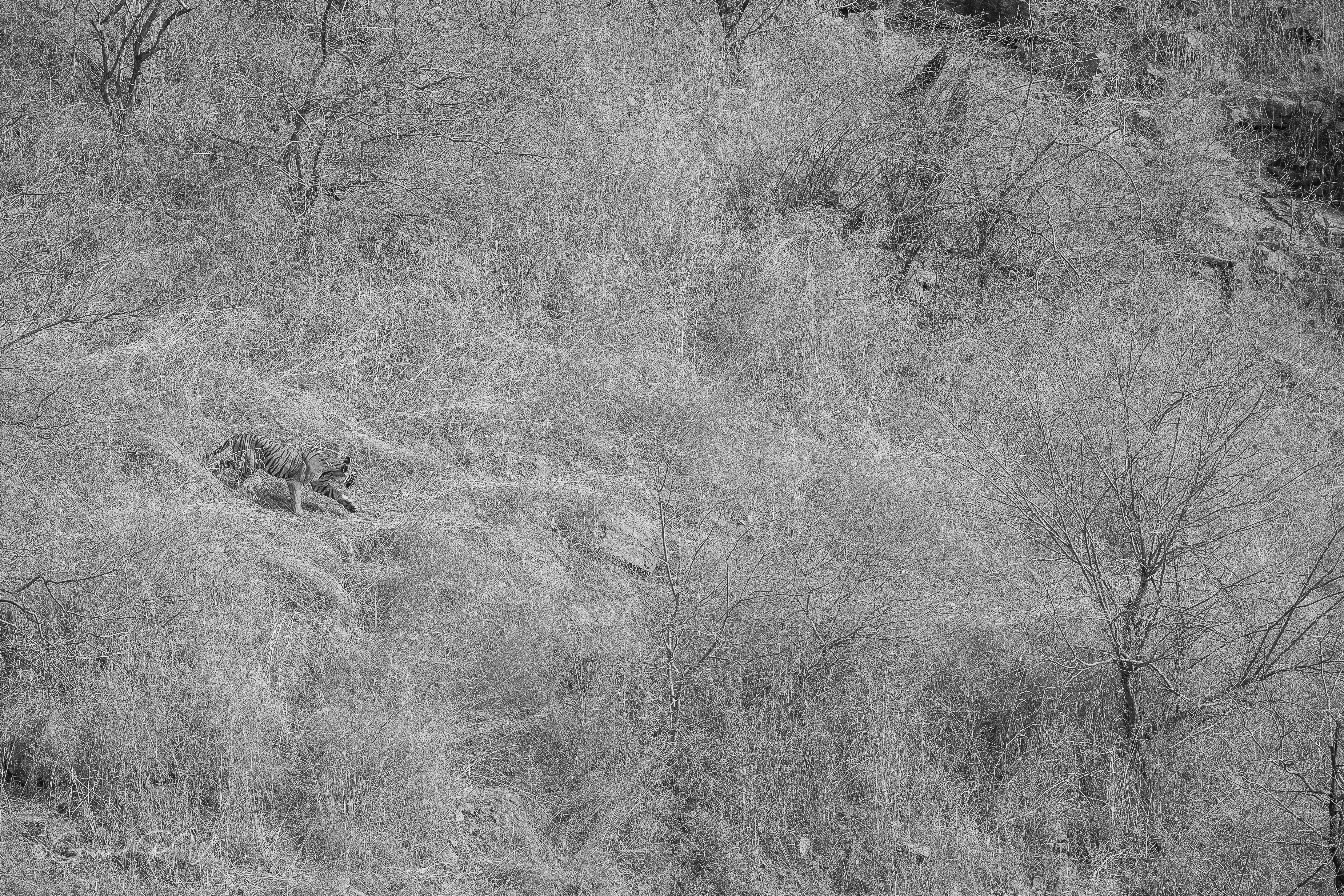 Forest narrative