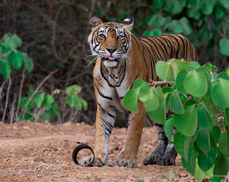 Indian Wildlife