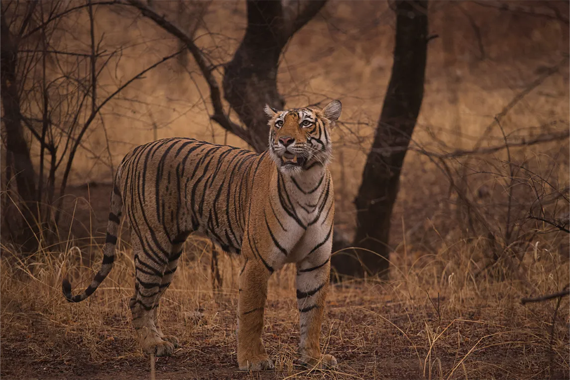 Indian Wildlife