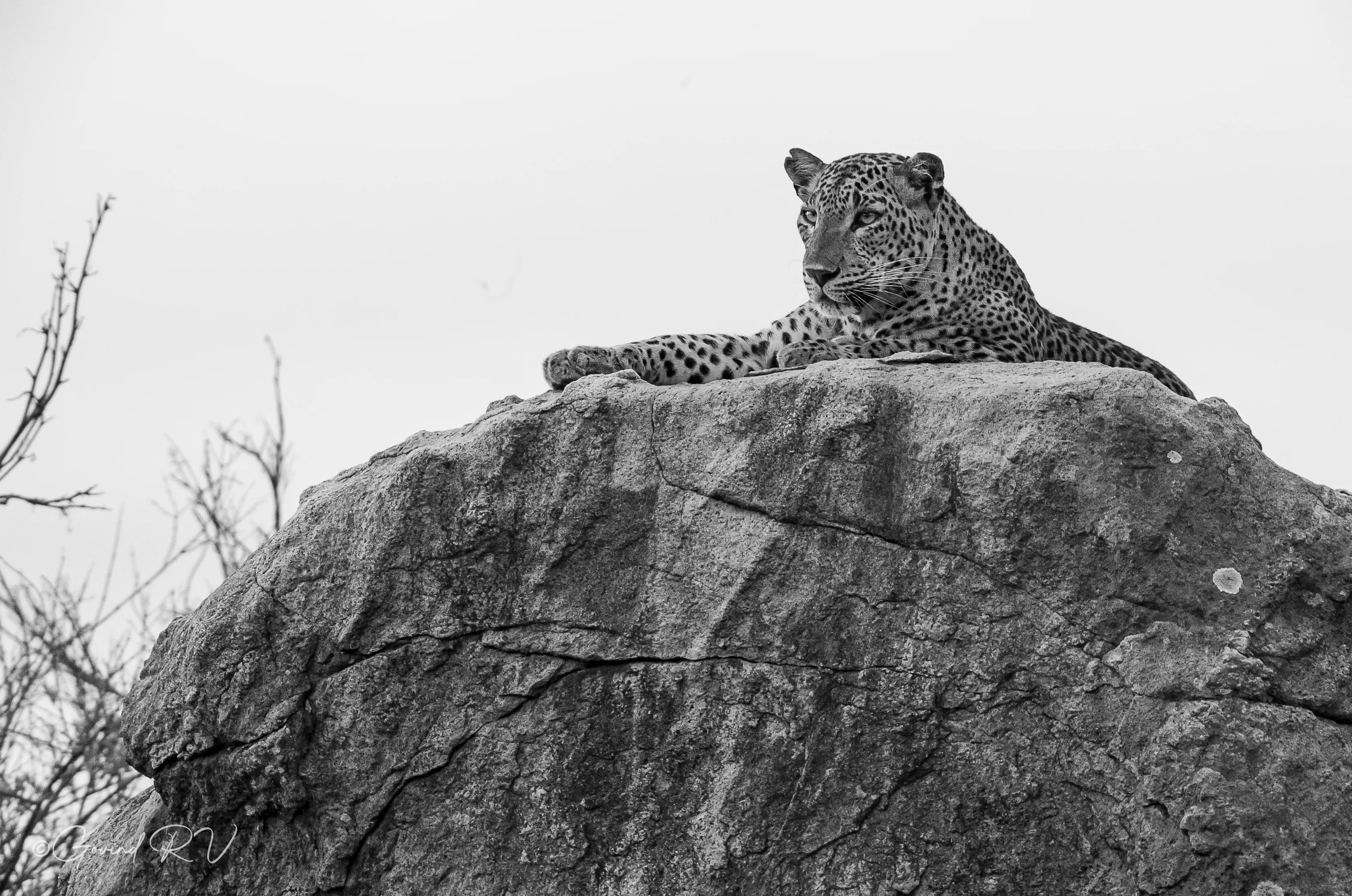Wildlife character