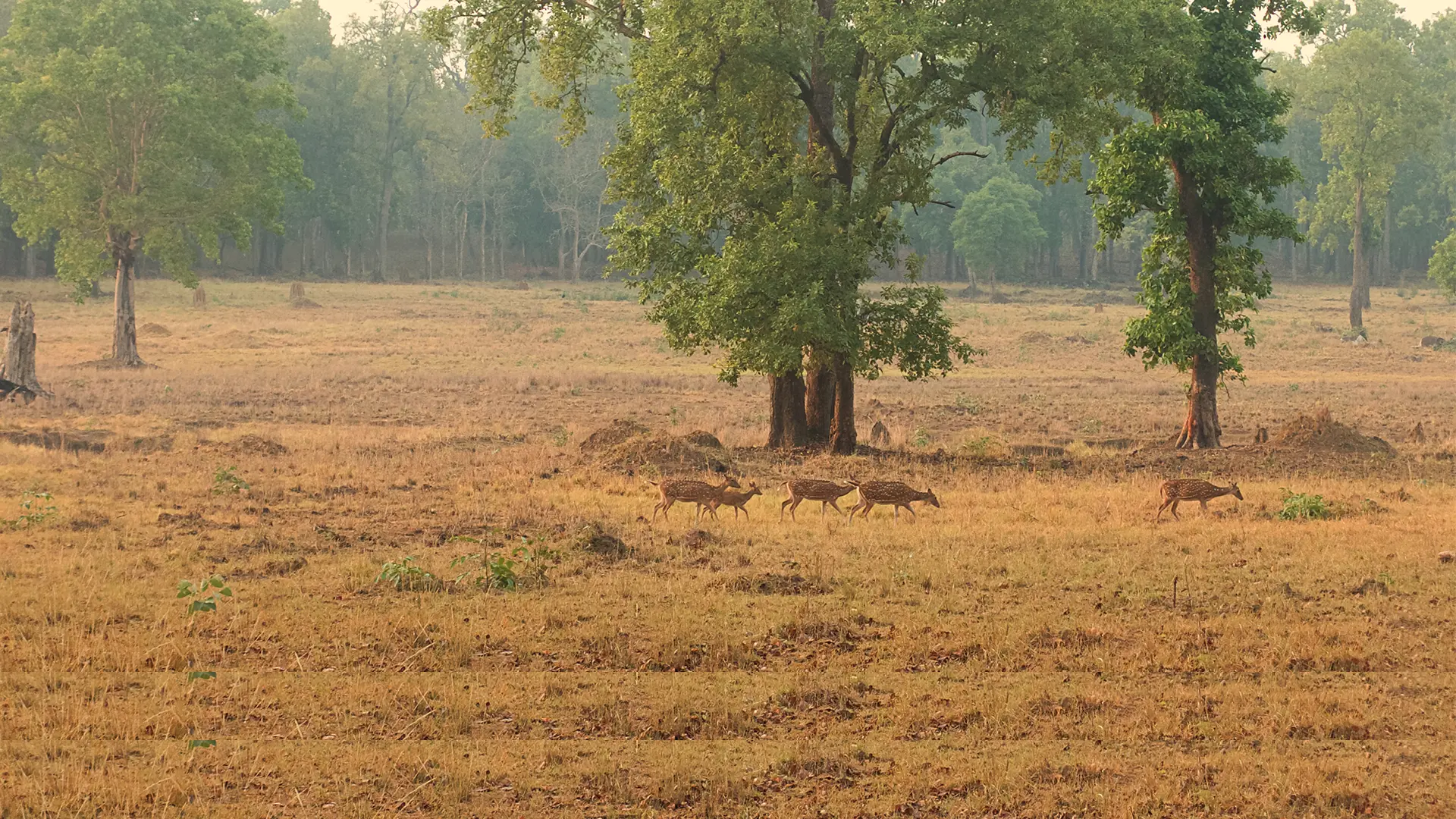 Bandhavgarh Fort