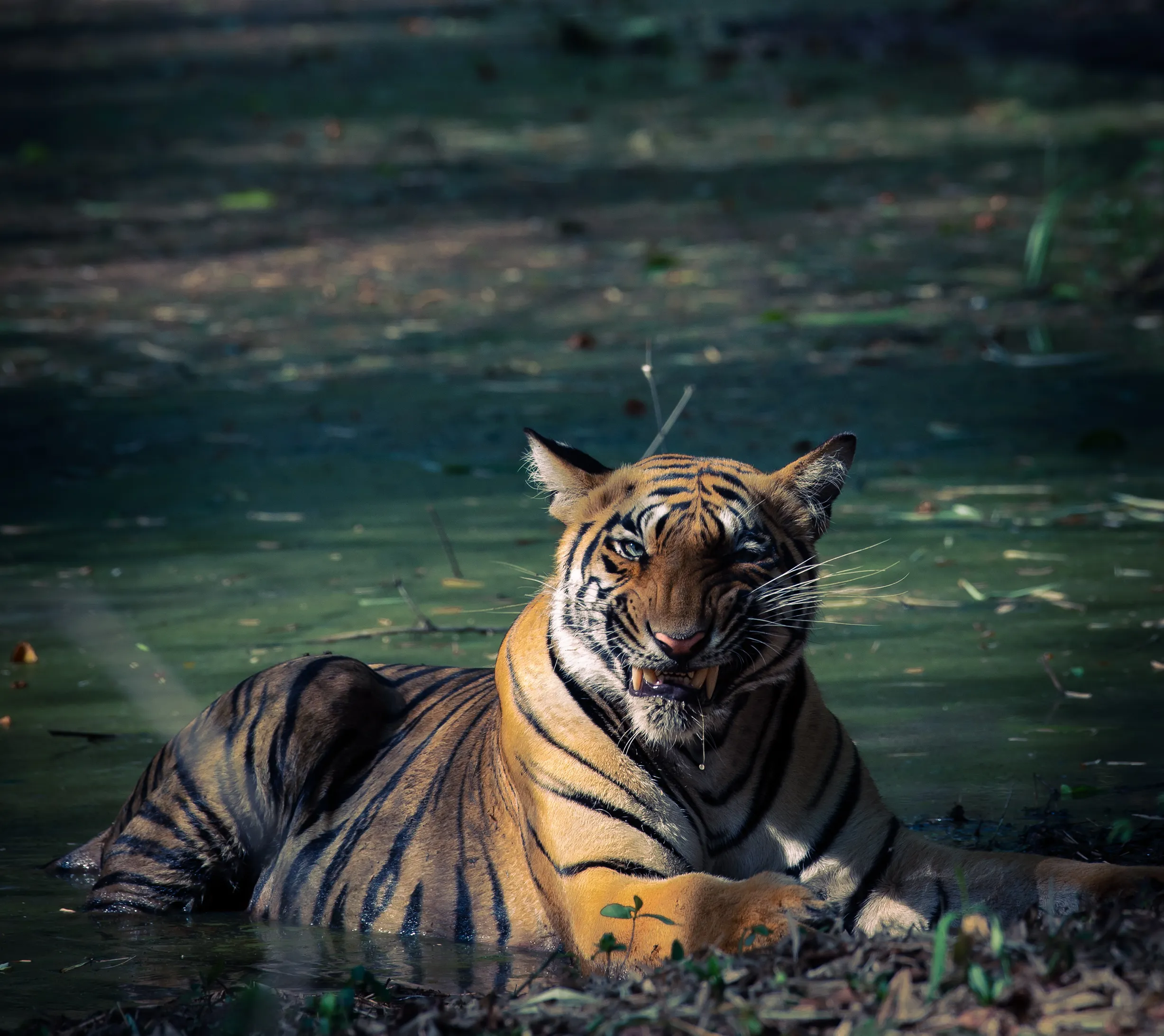 Wild Animal Portrait