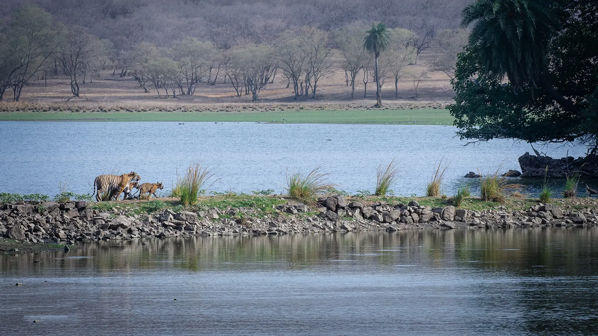 Deers