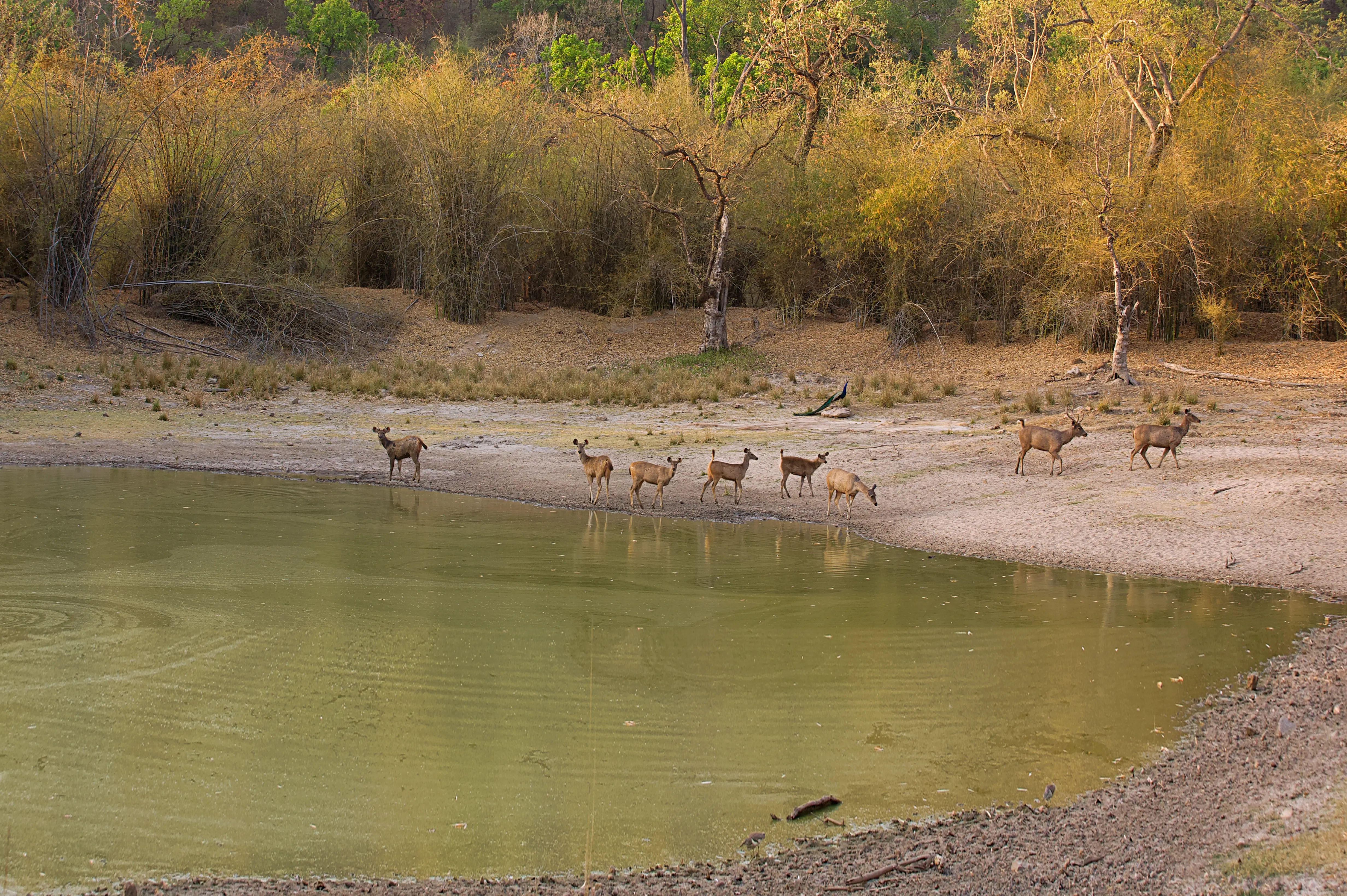 Deers
