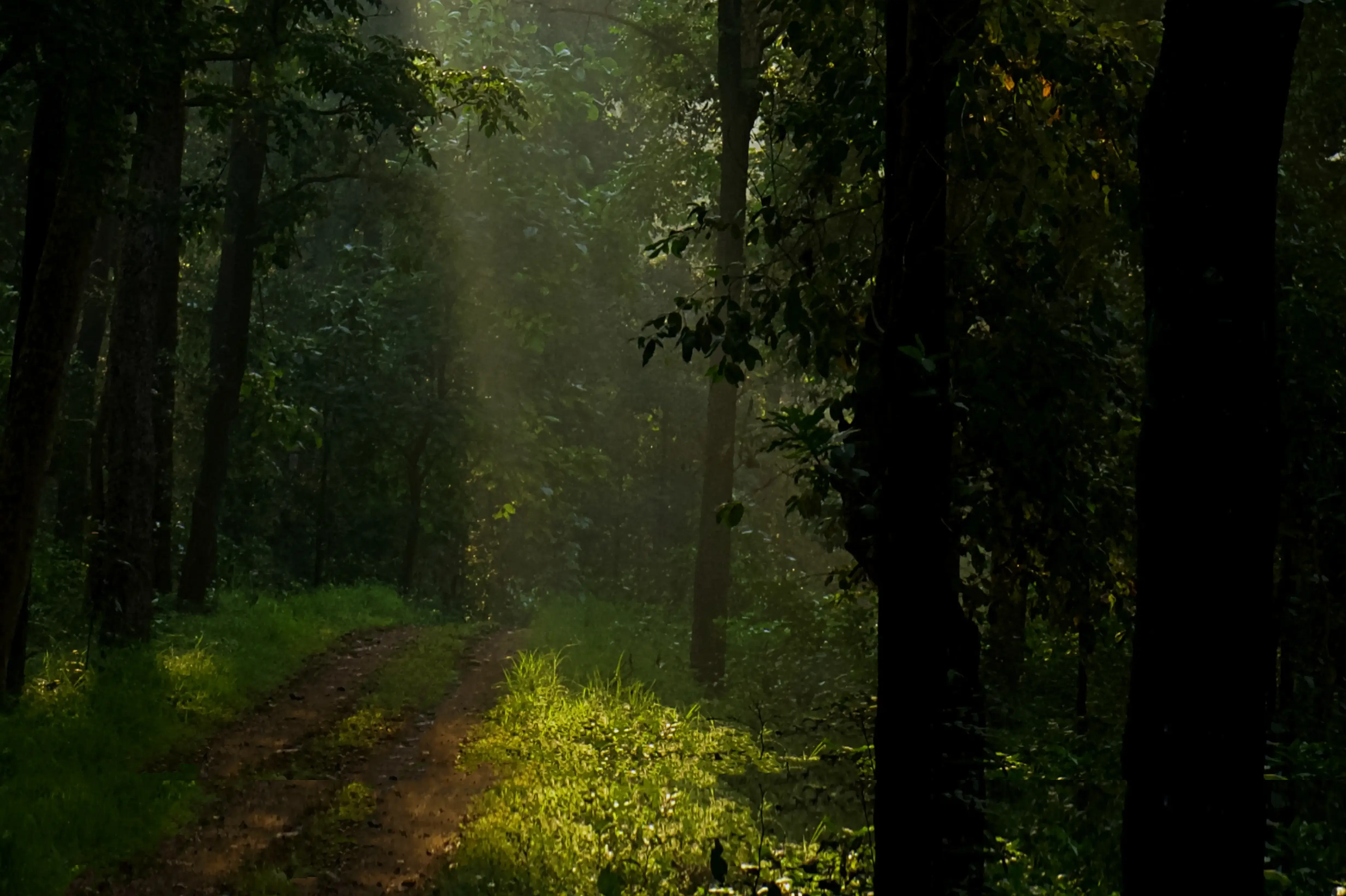 Bandhavgarh Fort