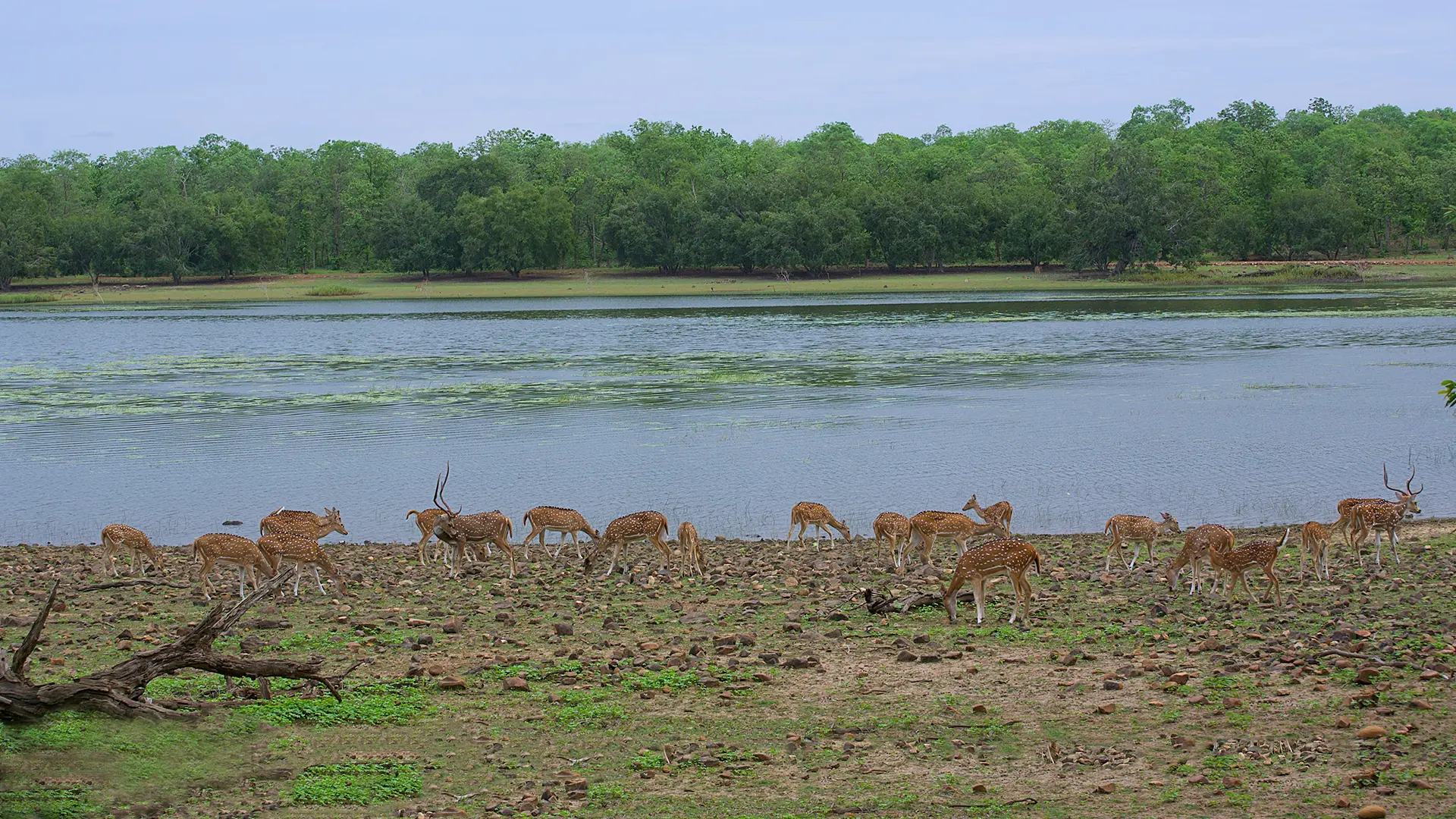 Bandhavgarh Fort