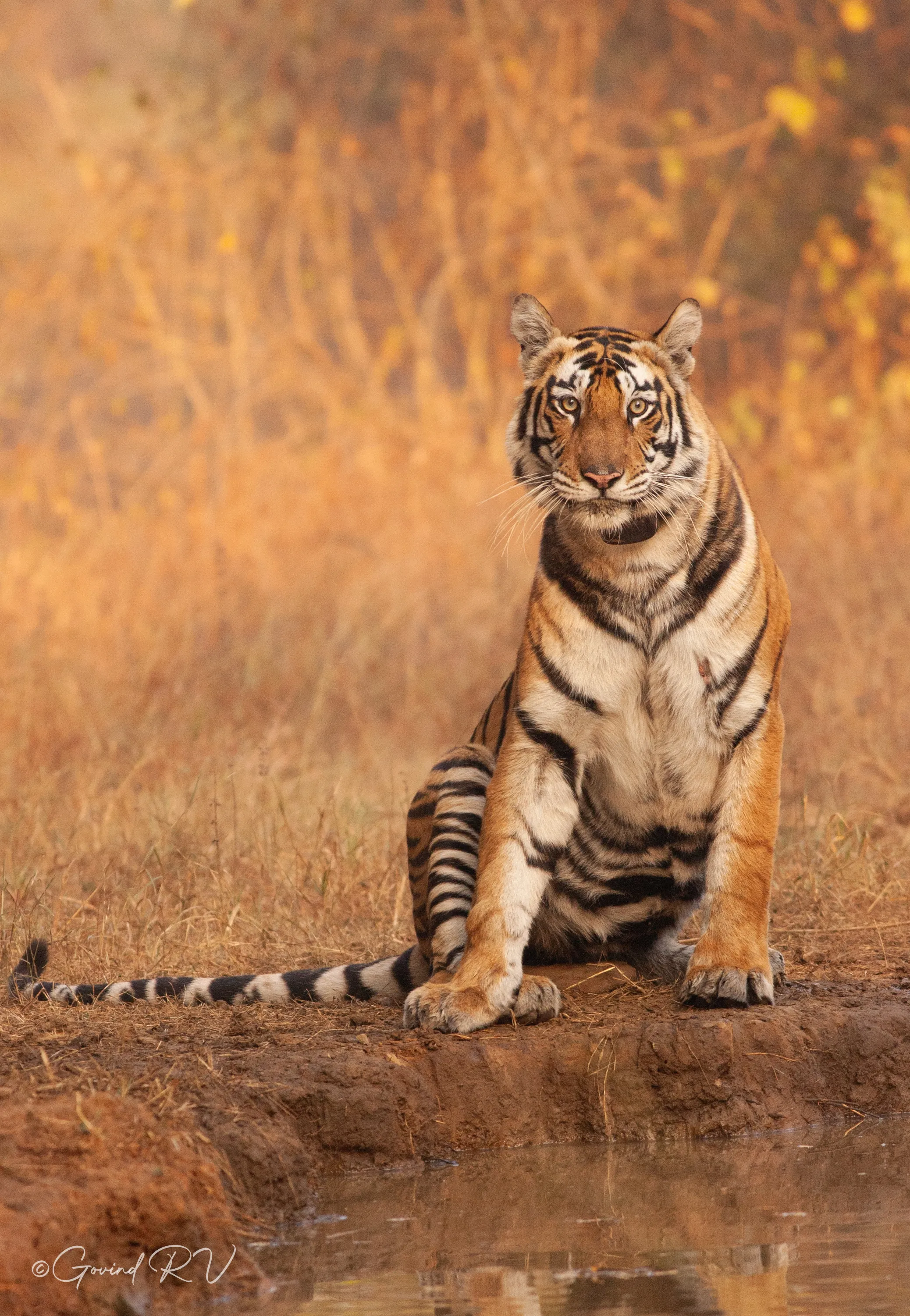 Wildlife