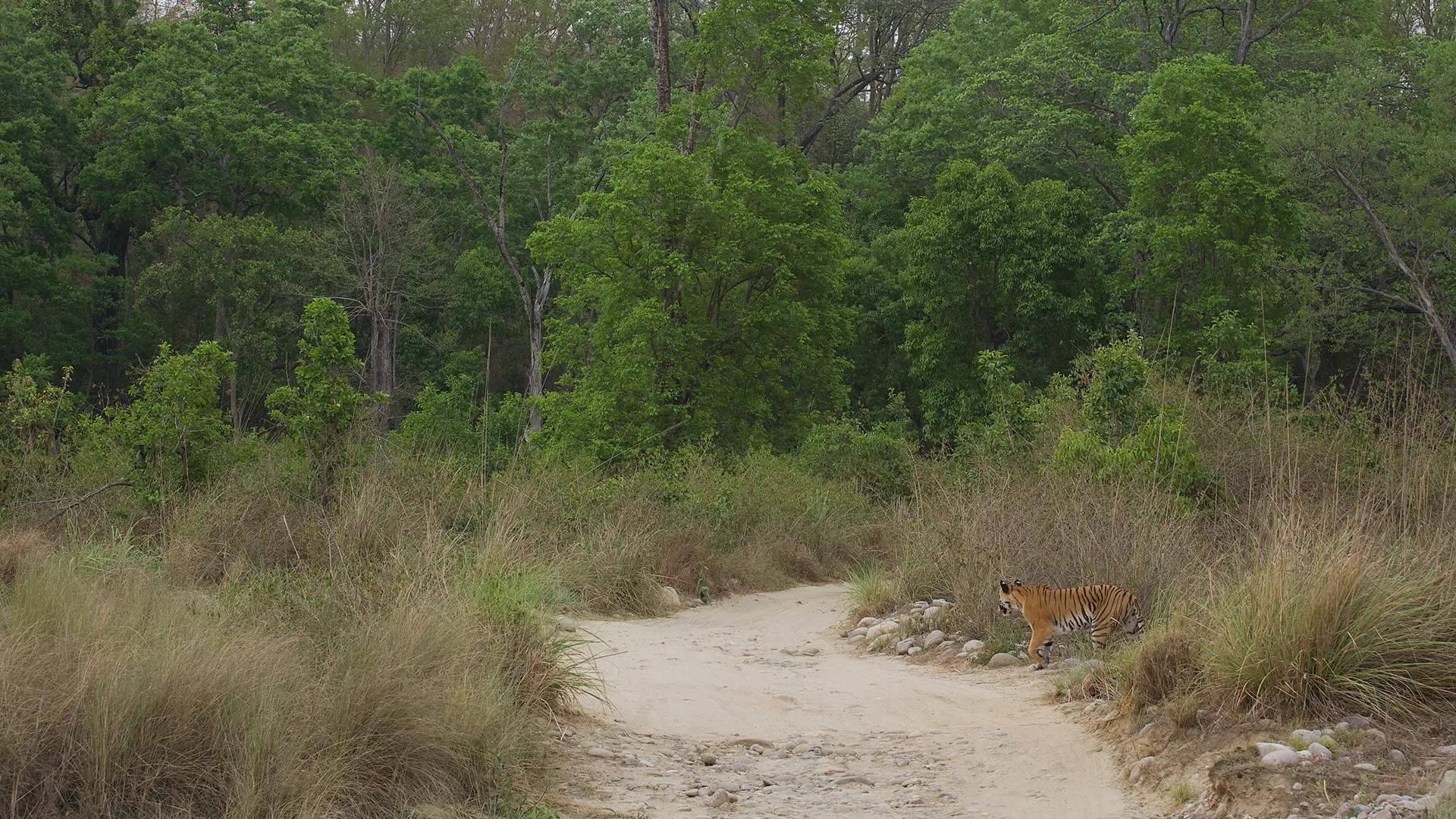 Bandhavgarh Fort