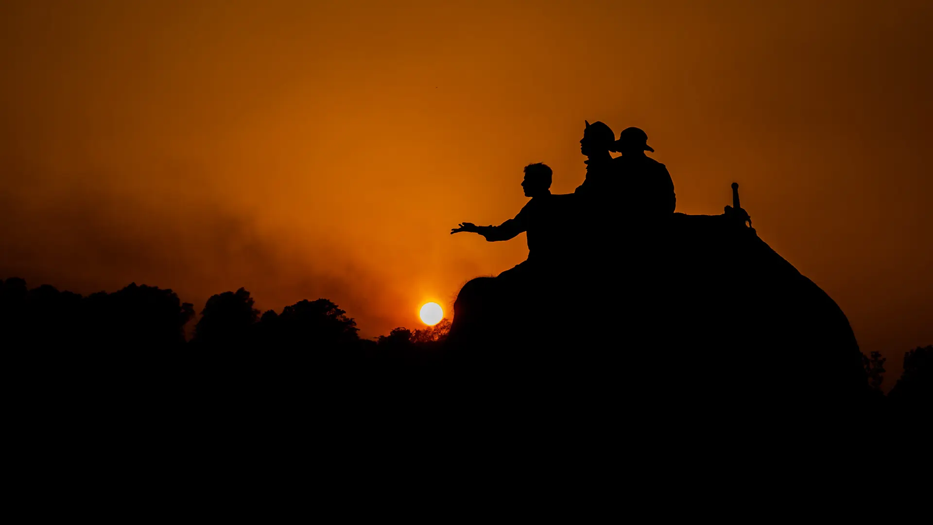 Safari